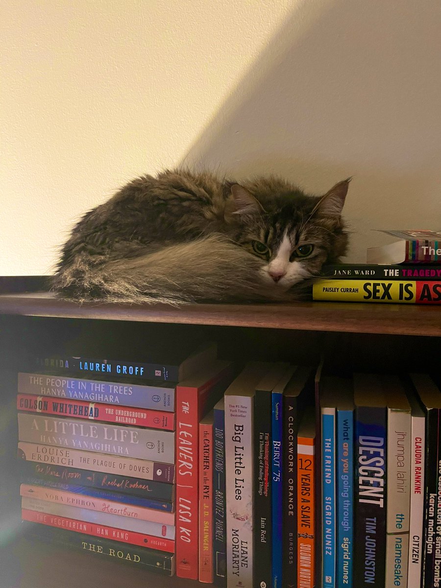 My cat has taken a liking to sleeping on the top of my bookcase. And books by @thequeerjane and @paisleycurrah.