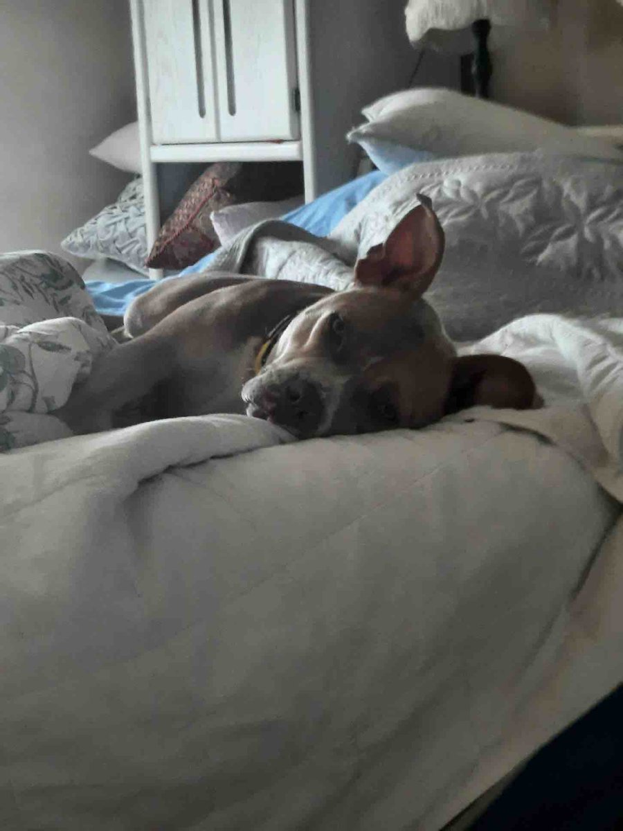 PSPCA's tweet photo. Morganna is dreaming of having a forever home. 💤 

This sweet girl has been waiting far too long for a family.

Let’s make her dreams a reality, today. https://t.co/hizrMhD3gB