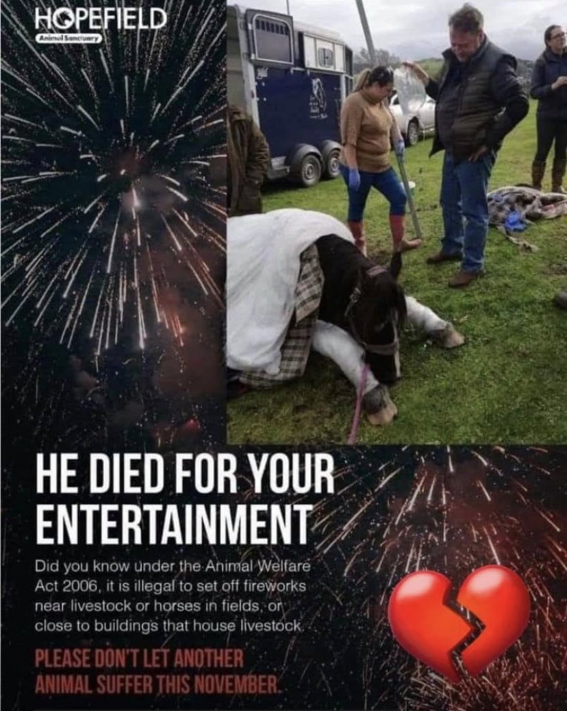 Still not convinced? You don’t care? #FireworksKill #BoycottFireworks #AnimalsMatterToo