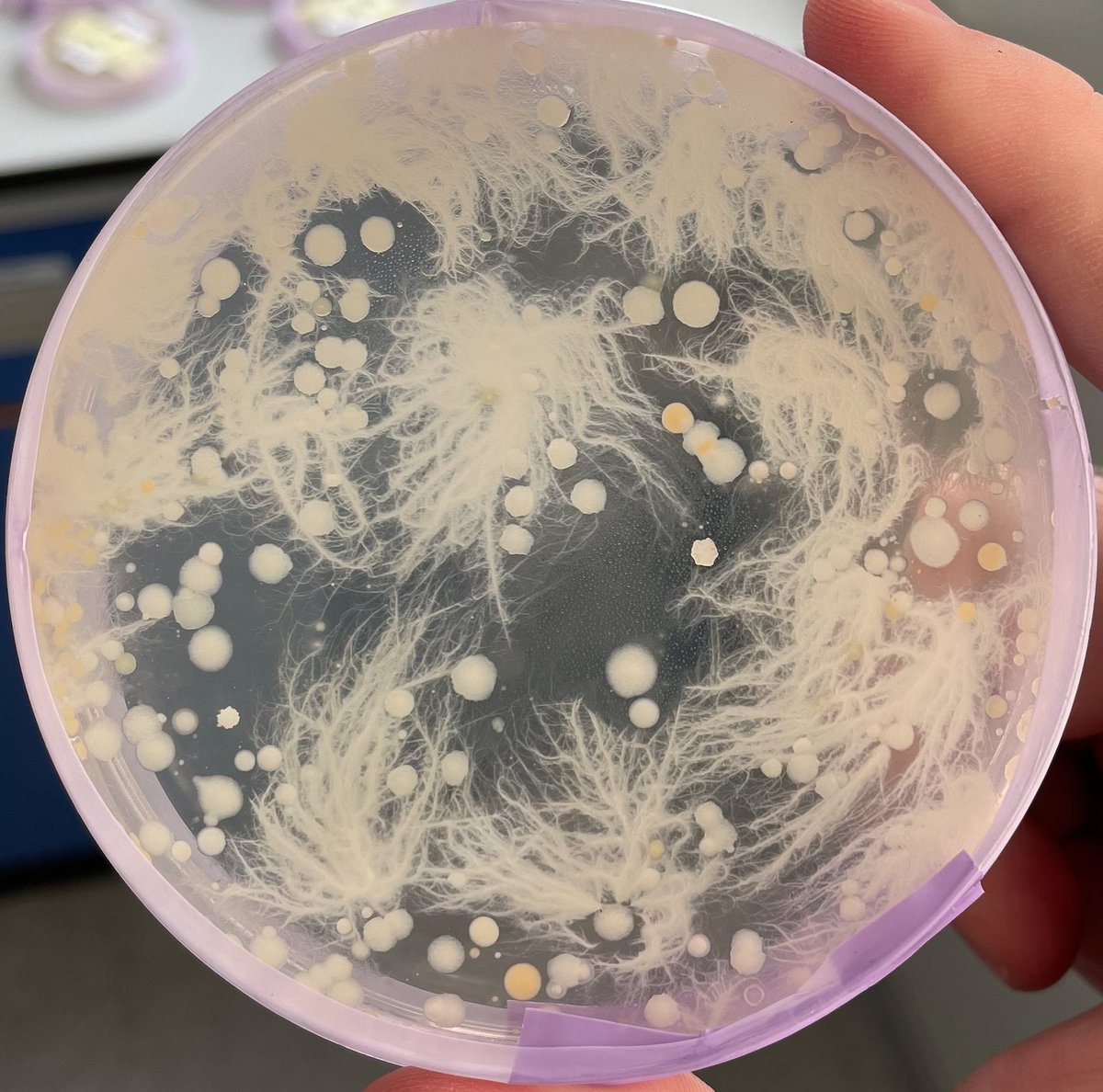 Micro_Mad's tweet image. It was great to meet so many people at #CoCoMAD on Saturday!
The plates have been growing in our lab @IMIBirmingham, and they&apos;re looking beautiful! 
Here are a couple that caught our eye - check back on Friday to find yours!