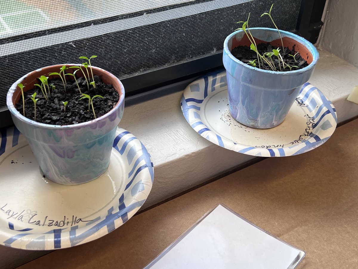 Beautiful plants growing at Steam Camp at BCE!  Our art teacher is fabulous!!! ⁦<a href="/ccpssteam/">@CCPSSTEAM</a>⁩ ⁦<a href="/LindyGeorge444/">Lindy George</a>⁩