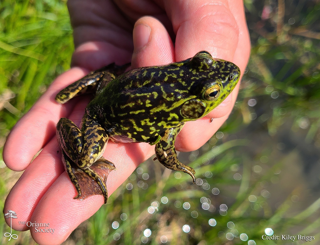 Kiley was surprised to hear Mink Frogs calling in Vermont's Champlain Valley and made sure to get a photo. Mink #Frogs are a northern species that favors more boreal habitats. This makes only two sites in Addison County with confirmed #MinkFrog sightings.