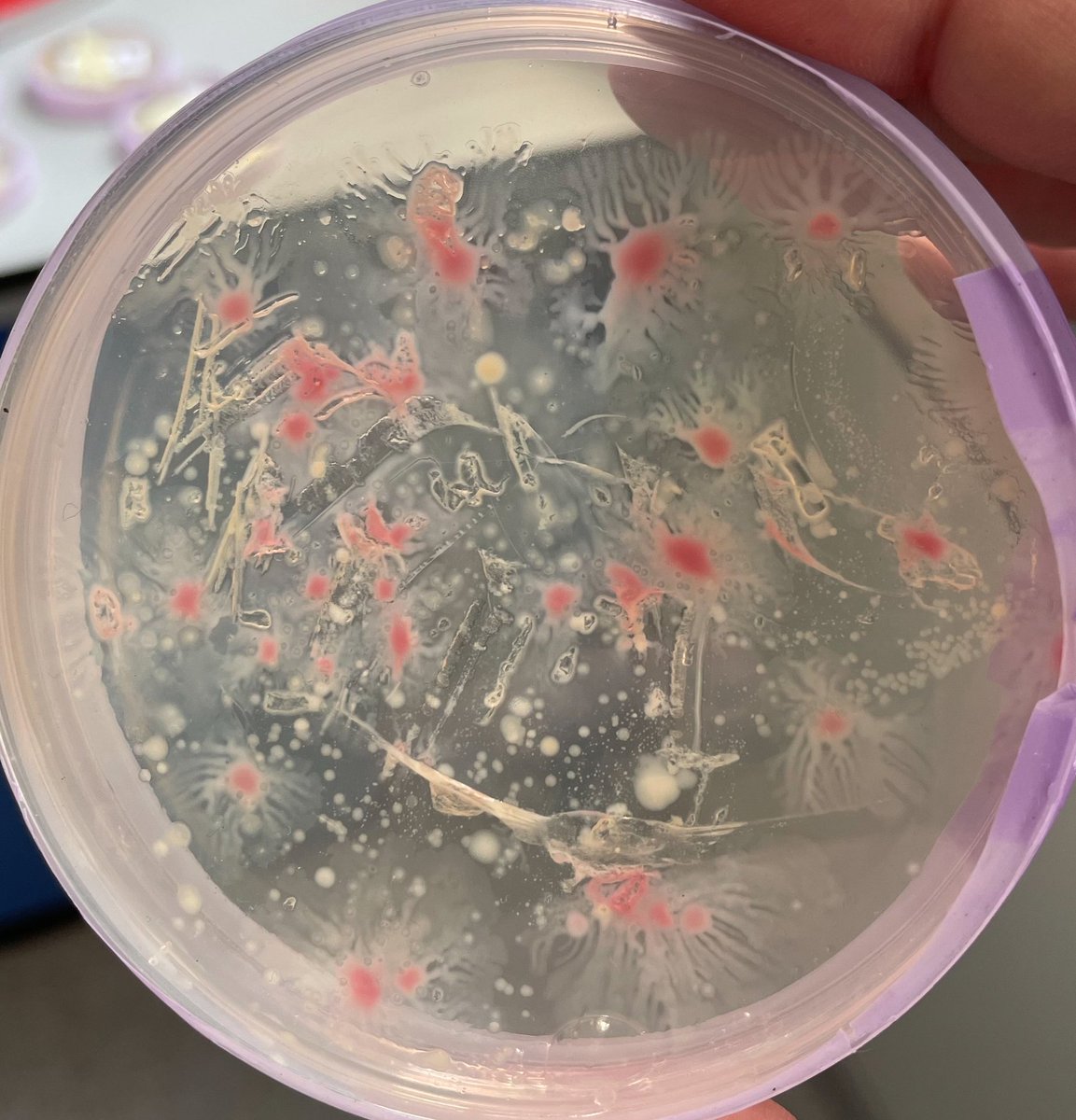 Micro_Mad's tweet image. It was great to meet so many people at #CoCoMAD on Saturday!
The plates have been growing in our lab @IMIBirmingham, and they&apos;re looking beautiful! 
Here are a couple that caught our eye - check back on Friday to find yours!