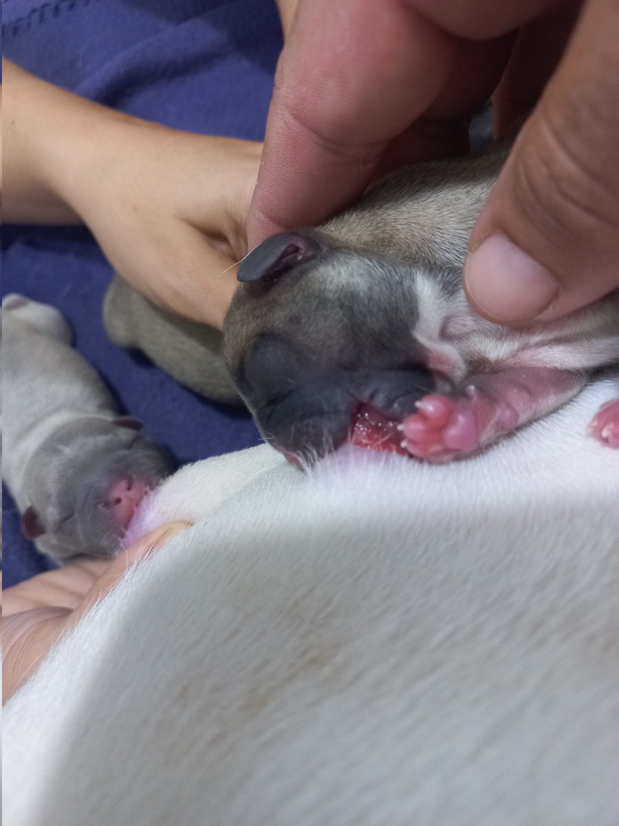 Ernisis_'s tweet photo. En plena jornada de trabajo #bulldogfrances #cesárea https://t.co/3oRvkEtToU