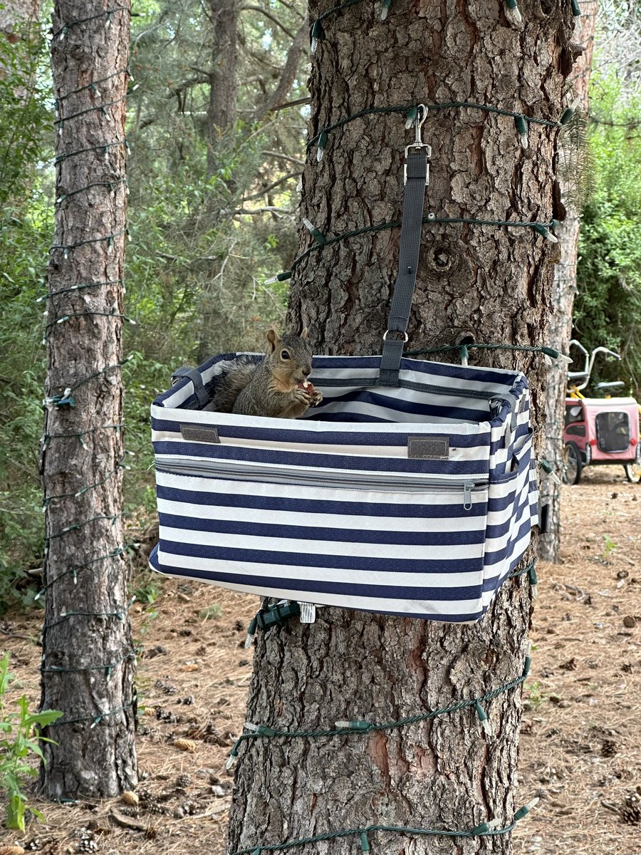 My sister gave me this dog seat for my car but the dogs didn’t like it.