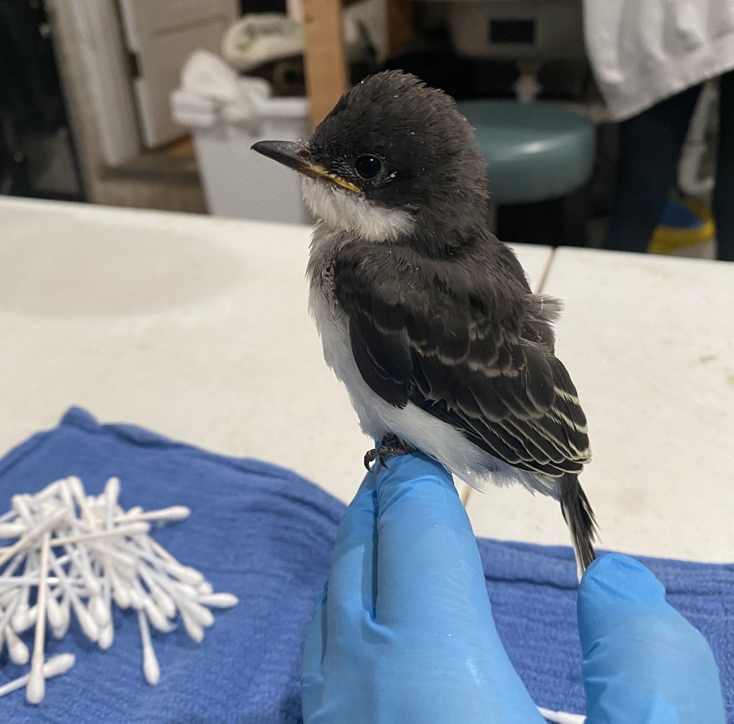 Little king, tell me what is your decree? There is no ruler with more of an iron fist than the #EasternKingbird — and this isn’t a joke, their scientific name “Tyrannus tyrannus” literally is “tyrannical ruler” not once, but twice! This orphaned baby is being raised by us.