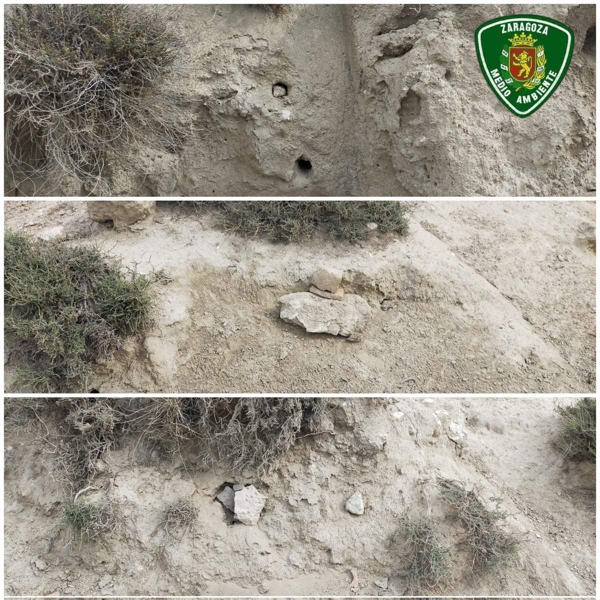 AF_UnidadVerde's tweet photo. Nos llega denuncia ciudadana sobre nidos de abejaruco tapados con piedras.
ℹ️ una clara infracción contra la fauna silvestre.
#MeropsApiaster es una especie protegida.
👉 👮‍♀️🚔🌲🔎📸📋
#AgentesdeMedioAmbiente
#PoliciaMedioambiental https://t.co/XSiZCXY4d7