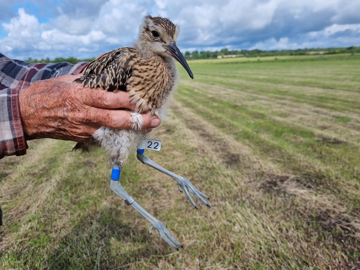 Last few weeks have been spent monitoring, ringing &amp; radio tracking broods of Curlew. Finally had our first of the year fledge today #SAVCurlews