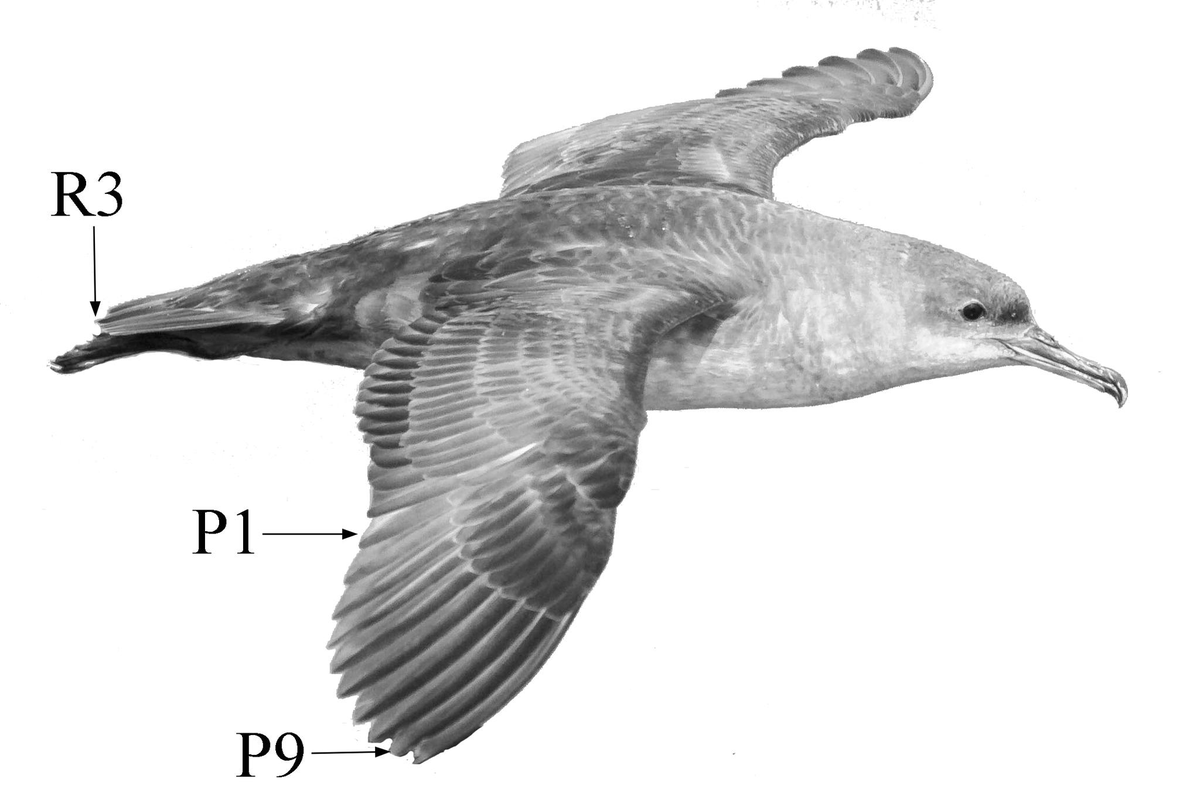 aeroecology_lab's tweet photo. ¡Para empezar bien la semana una buena lectura! 🗞️ 

Aquí va, recién publicado nuestro artículo sobre la variabilidad de la composición isotópica de carbono y nitrógeno en las plumas de Pardela Mexicana (Puffinus opisthomelas) 🧪🔬👩‍🔬.  

🔗: https://t.co/QBPBB4PcFA https://t.co/9ZwHuCGMsc