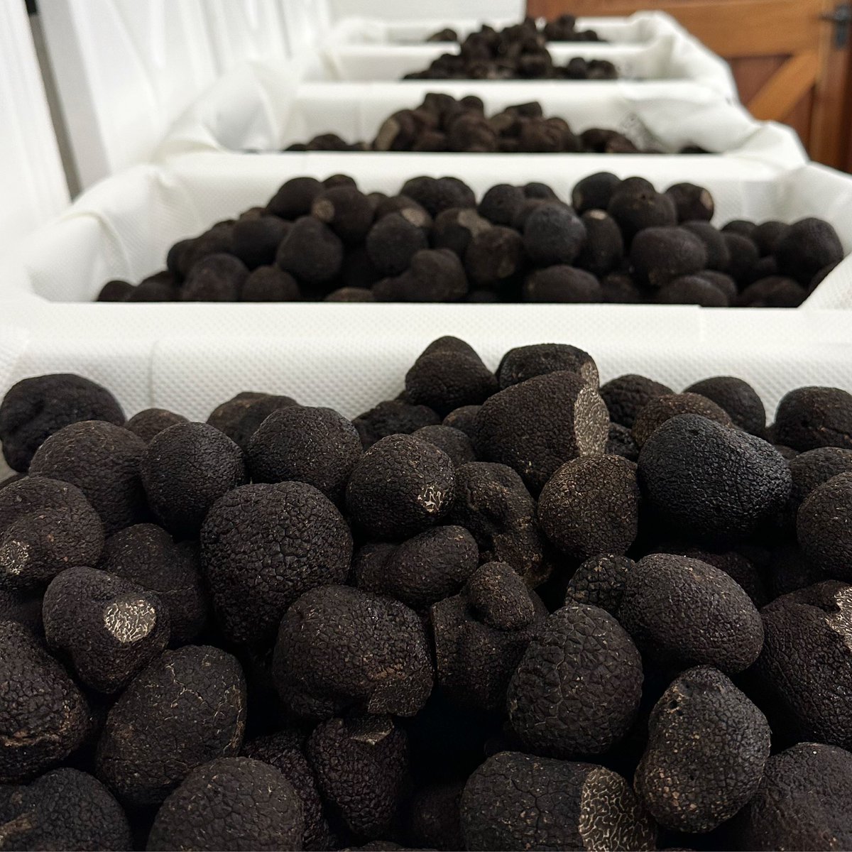 July = peak season 🇦🇺🖤