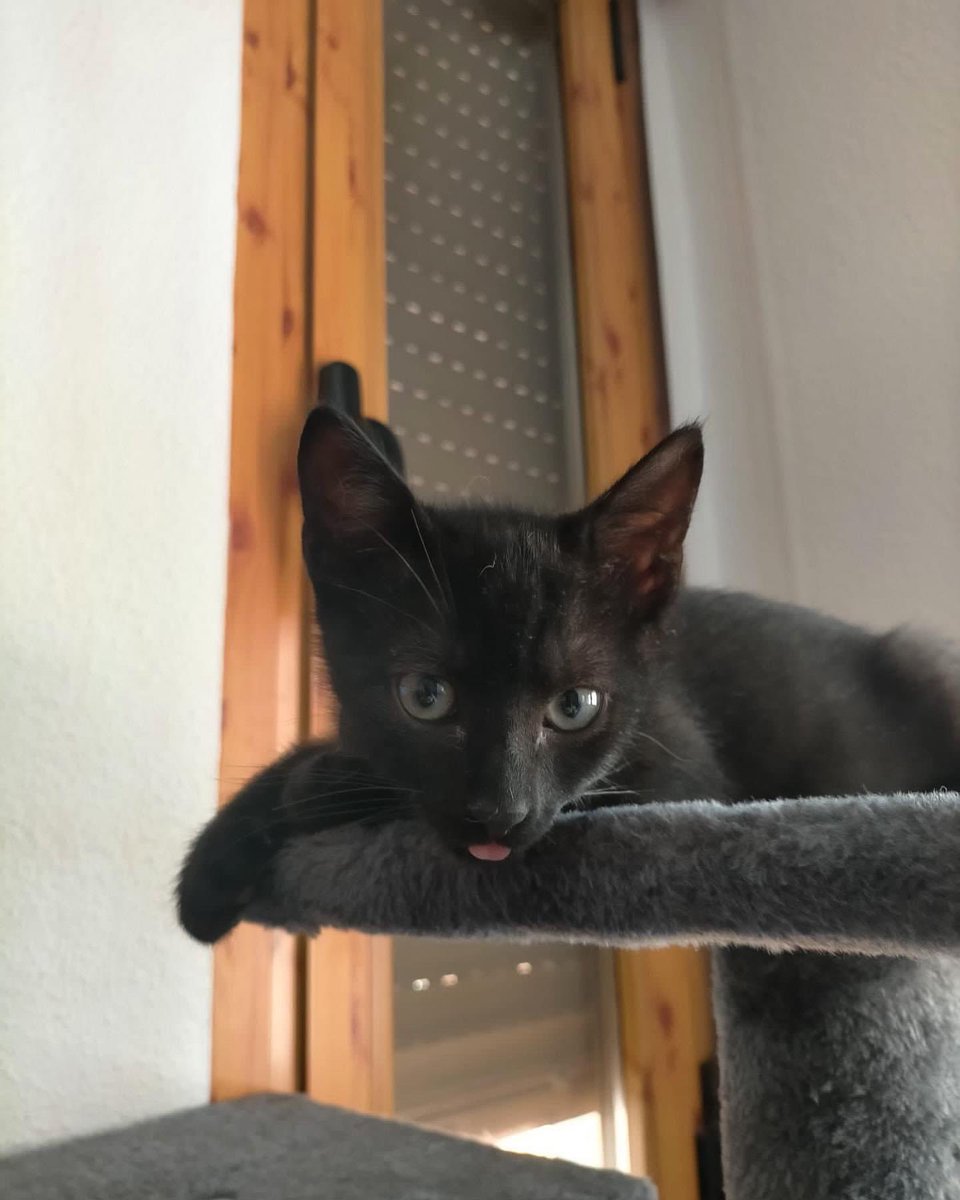 🙏🏽BEBÉ EN ADOPCIÓN🙏🏽

Esta bebote de 3 mesecitos busca una súper familia a la que ronronearle😍

Es súper cariñosa, le encanta pasar horas jugando con sus hermanos y como buena cachorra es toda un terremotillo que te saca una sonrisa hasta en los días más difíciles 🤭