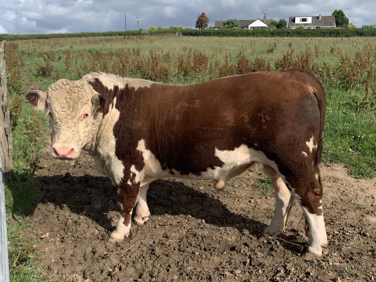 kileekie's tweet image. Baby bull K. Strathisla already has a cow PDed in calf. He’s got a lot of growing and developing to do but he’s 100% pasture fed and after a dry spring the grass has just started to grow. Will be interesting to post more photos of him in the autumn when he may be for sale.
#PFLA