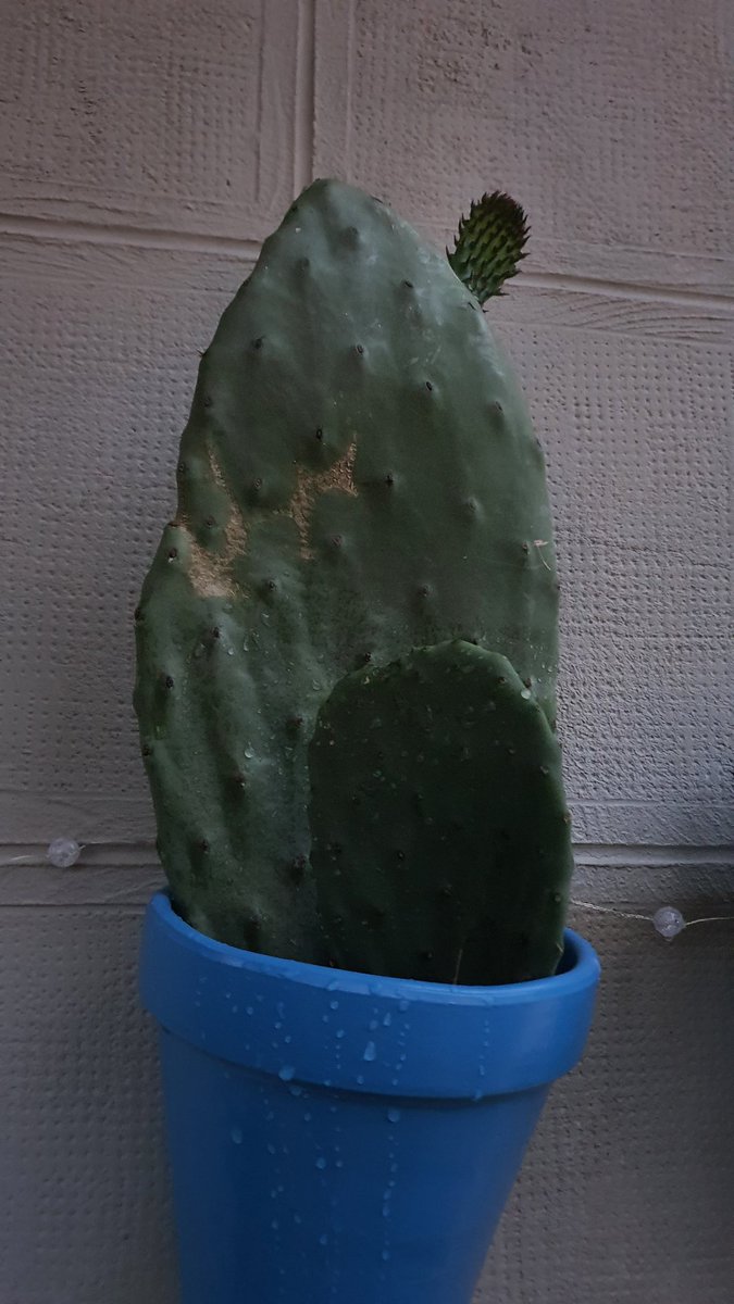 Esta palera creciendo me está haciendo muchísima ilusión, el esqueje me lo ha dado el padre de una amiga, el esqueje que dio lugar a la suya se lo dio su padre, y ha viajado del campo de Elche a Donosti para seguir creciendo 💚