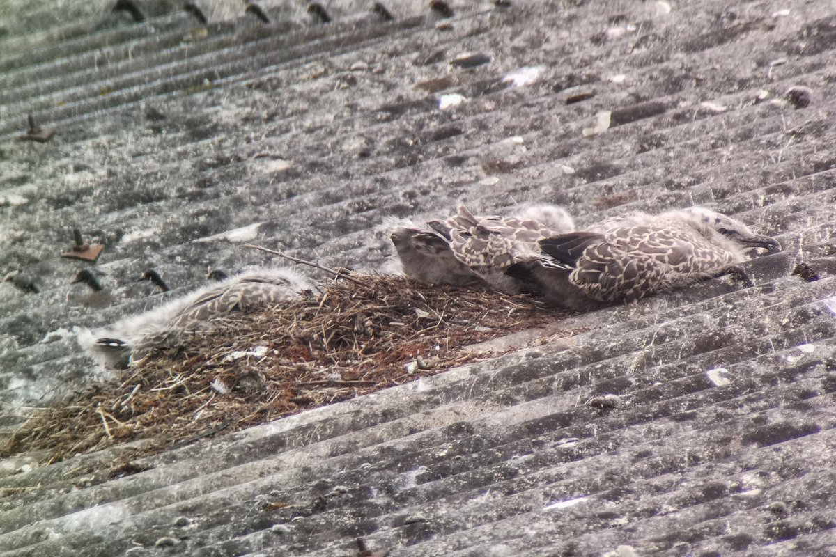 Amazing variation in the record 87 LBBG chicks in the Shrewsbury gullery at the moment, and even a couple of adults still sitting patiently #urbangulls #seabirdscount