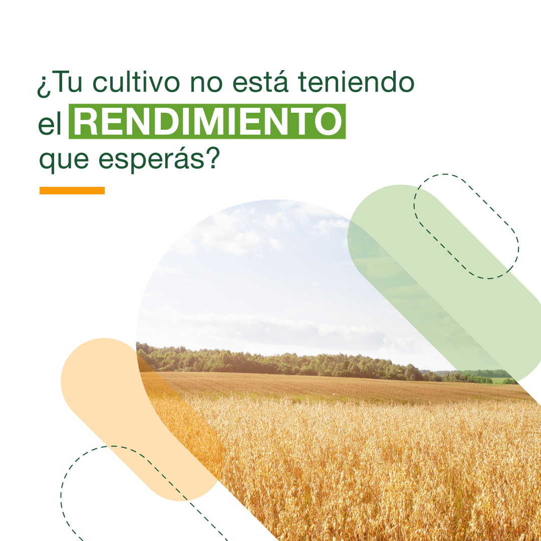 ALZ_Agro's tweet photo. Con nuestros grandes bioestimulantes, asegurá el rendimiento de tu cultivo. 🌱
👉🏻 Su composición estimula la actividad fotosintética y ayuda a maximizar el rendimiento del cultivo.
Conocé más en nuestra web https://t.co/idjDdB6cGv
#evolutio #smartfoil #powerfoil #cultivo https://t.co/iCa24hM6rV