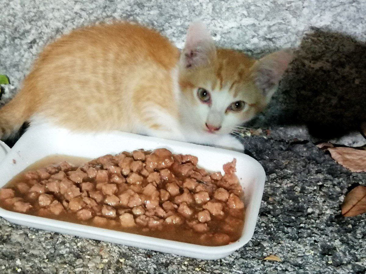 Visto che i rossi tirano molto in questo periodo ci provo:
Maschietto, due mesi, cicciottello (😍), coccolone, è letteralmente in strada.
Cerchiamo adozione per lui