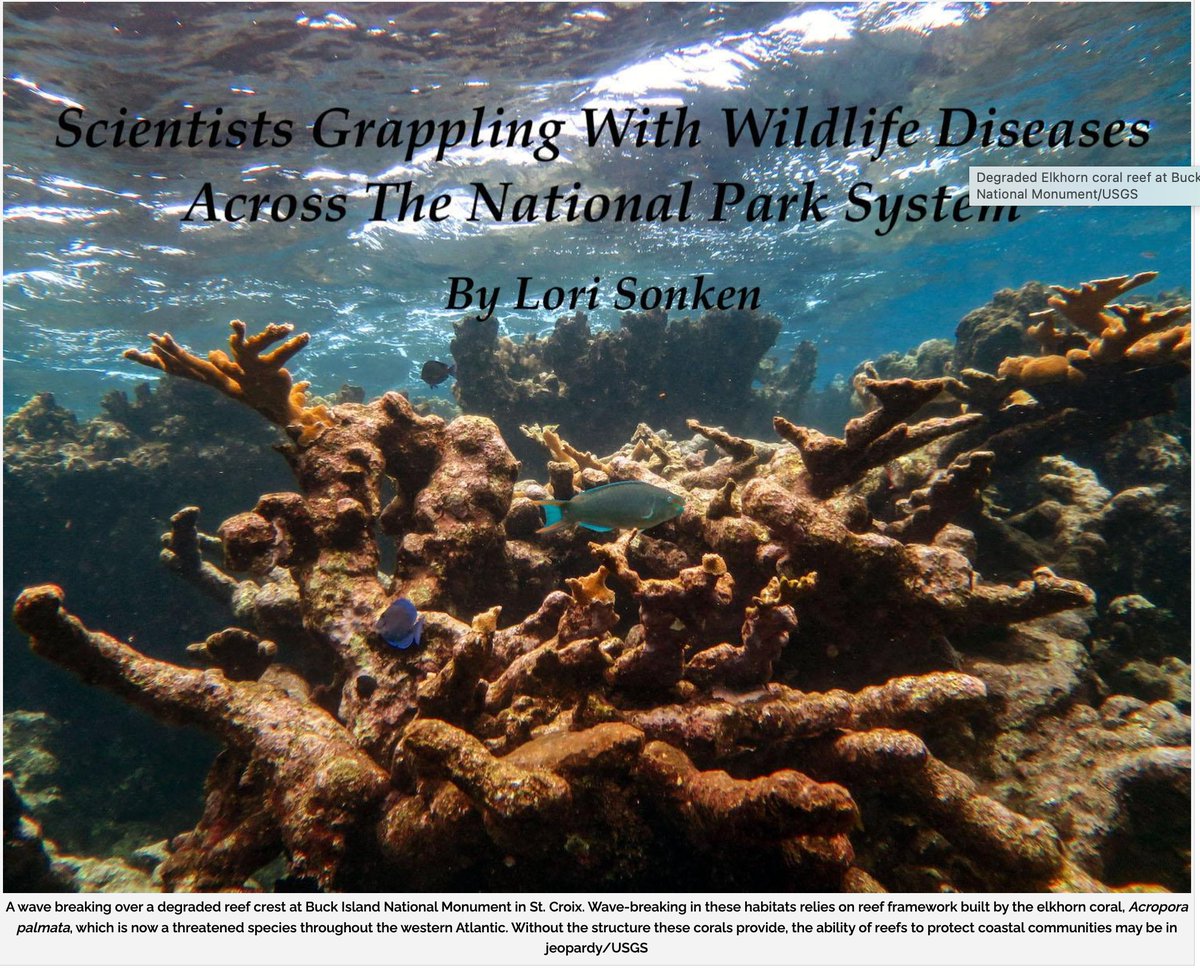 🐢Check out this great article in the National Parks Traveler online magazine... it covers our work on fibropapillomatosis in critically endangered Kemp's ridley sea turtles🐢nesting at Padre Island National Park in Texas🐢
#nationalpark #Texas #Turtle 
 
nationalparkstraveler.org/2023/05/scient…
