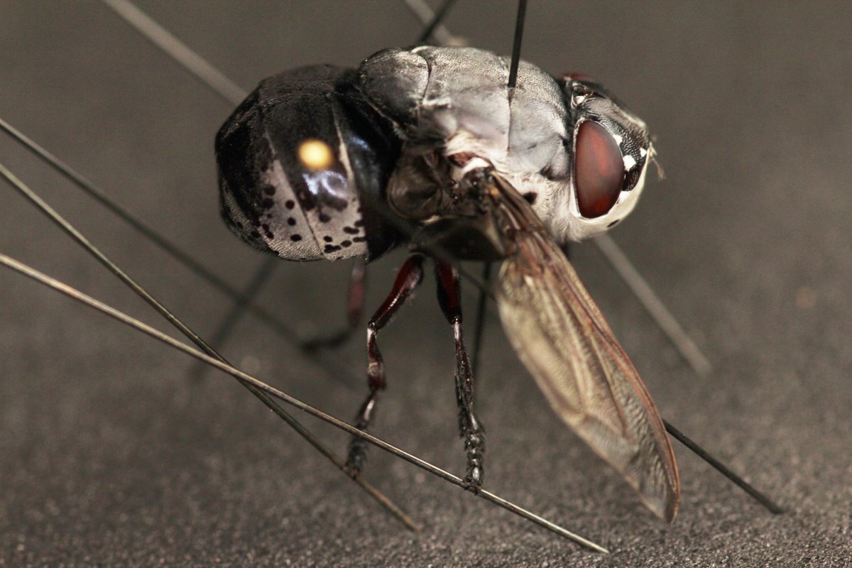 lrusso08's tweet photo. I know most people don't love botflies, but you gotta appreciate the Cuterebra, they are *huge* and spectacular. This is the rabbit botfly Cuterebra buccata #flylove https://t.co/NwZy9OTTyi