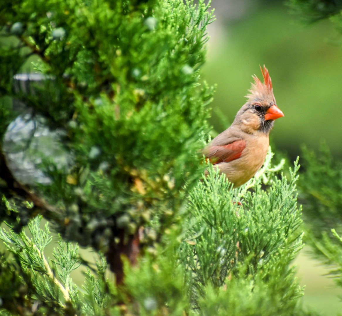 EmTMac's tweet photo. Edible garden 🥰 #gardening #BirdsOfTwitter https://t.co/nfNW4p16Ig