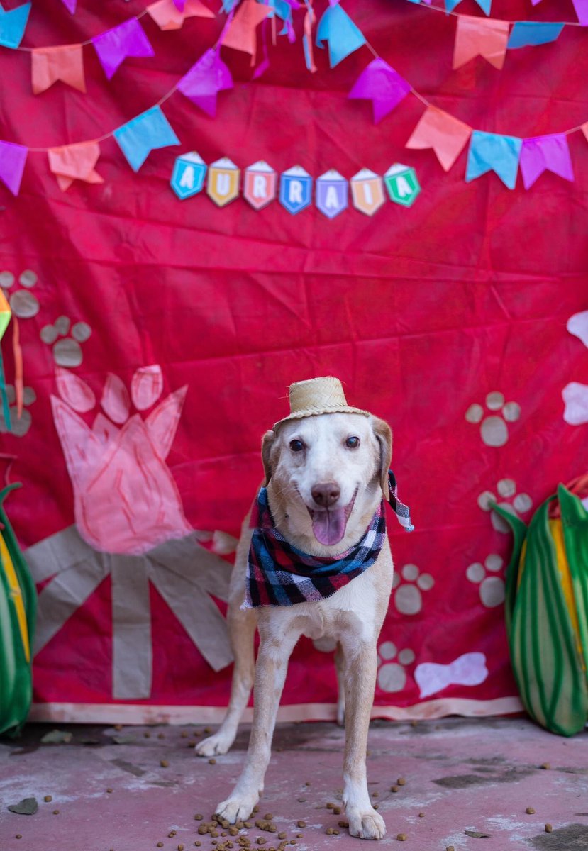 Cãogonhal - Proteção Animal tweet media
