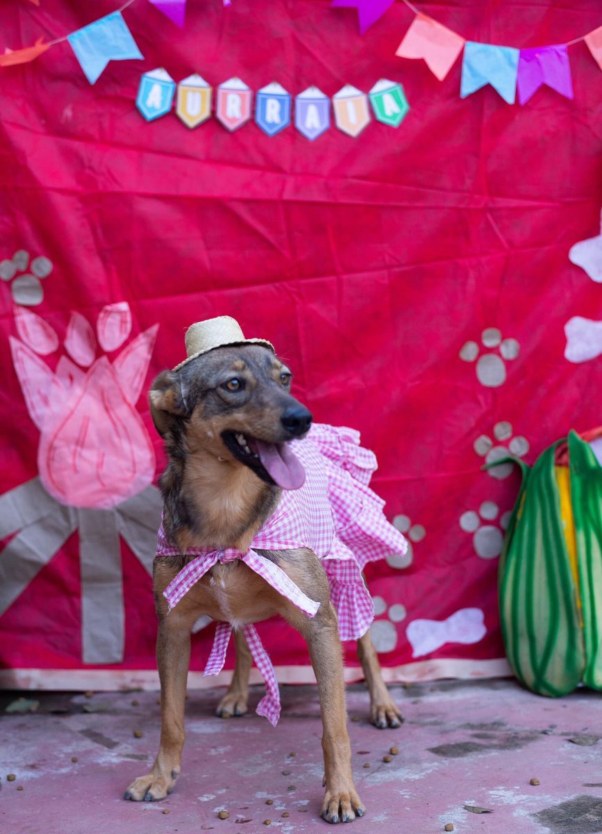 Cãogonhal - Proteção Animal tweet media