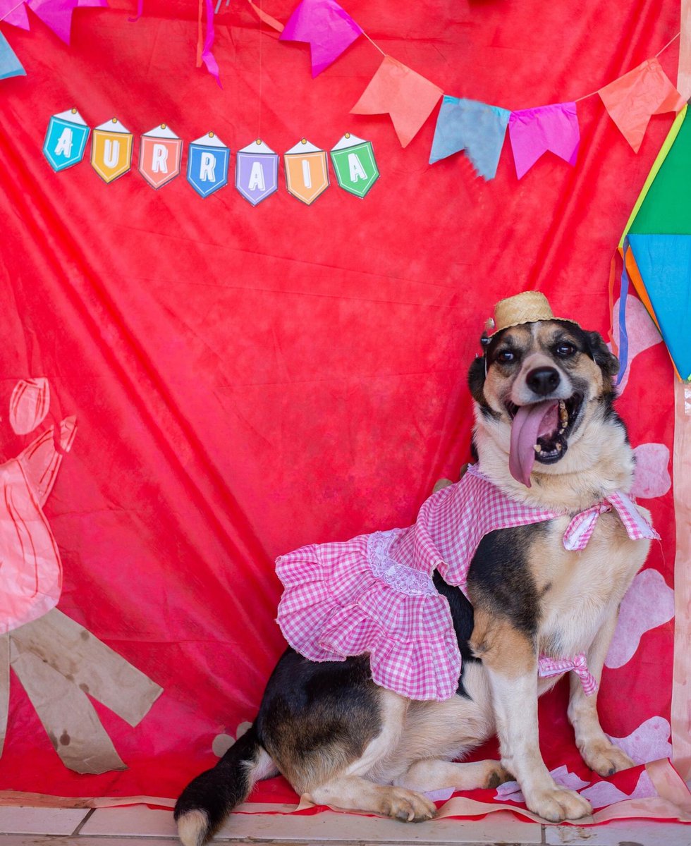 Infelizmente, nesse ano ainda não conseguimos que nenhum dos nossos tutelados fossem adotados. Temos esperança de mudar essa história e conseguir boas famílias para esses cãezinhos especiais.