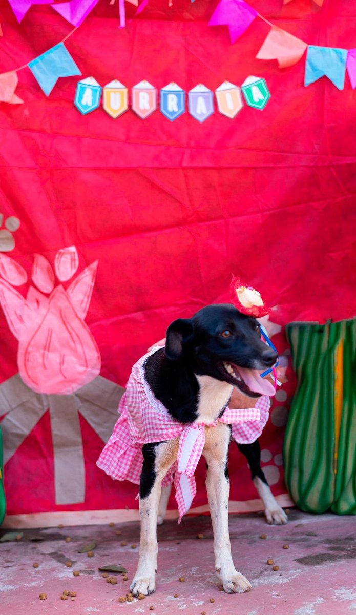 Cãogonhal - Proteção Animal tweet media