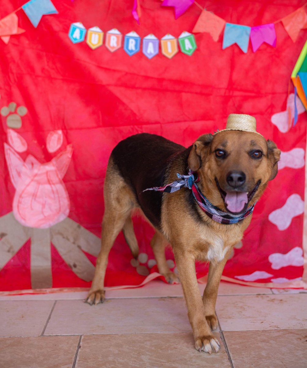 Cãogonhal - Proteção Animal tweet media
