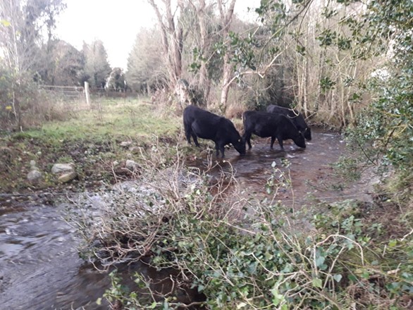 InlandFisherIE's tweet photo. π£@InlandFisherIE will be installing fencing and solar cattle drinkers along the Camcor River in #Offaly π
β¬30,000 in works are being carried out as part of @InlandFisherIE Habitats & Conservation Fund 2023.
#IFIConservation https://t.co/h2Rc9N7bf9