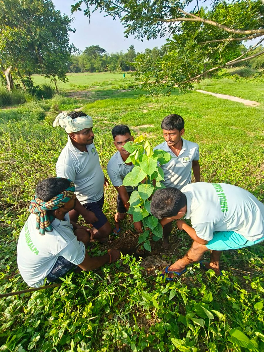 SABUJASANKALP's tweet photo. ବନ ମହୋତ୍ସବ ସପ୍ତାହ ଉପଲକ୍ଷେ  ସବୁଜ ସଂକଳ୍ପ ଗ୍ରୁପର ସଦସ୍ୟ ମାନଙ୍କ ଦ୍ଵାରା  ଗଳଦରୀ ଠାରେ ବୃକ୍ଷ ରୋପଣ କାର୍ଯ୍ୟକ୍ରମ ଅନୁଷ୍ଠିତ ହୋଇଅଛି ।  @UNEP @ForestDeptt @Puri_Official @CMO_Odisha https://t.co/jB3eBdciqz