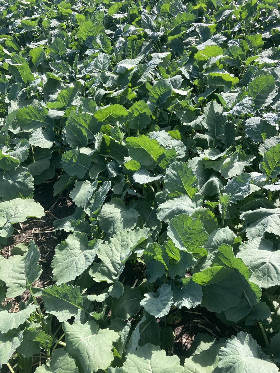 CS4000 ⁦is moving along nicely. <a href="/canterraseeds/">CANTERRA SEEDS</a>⁩