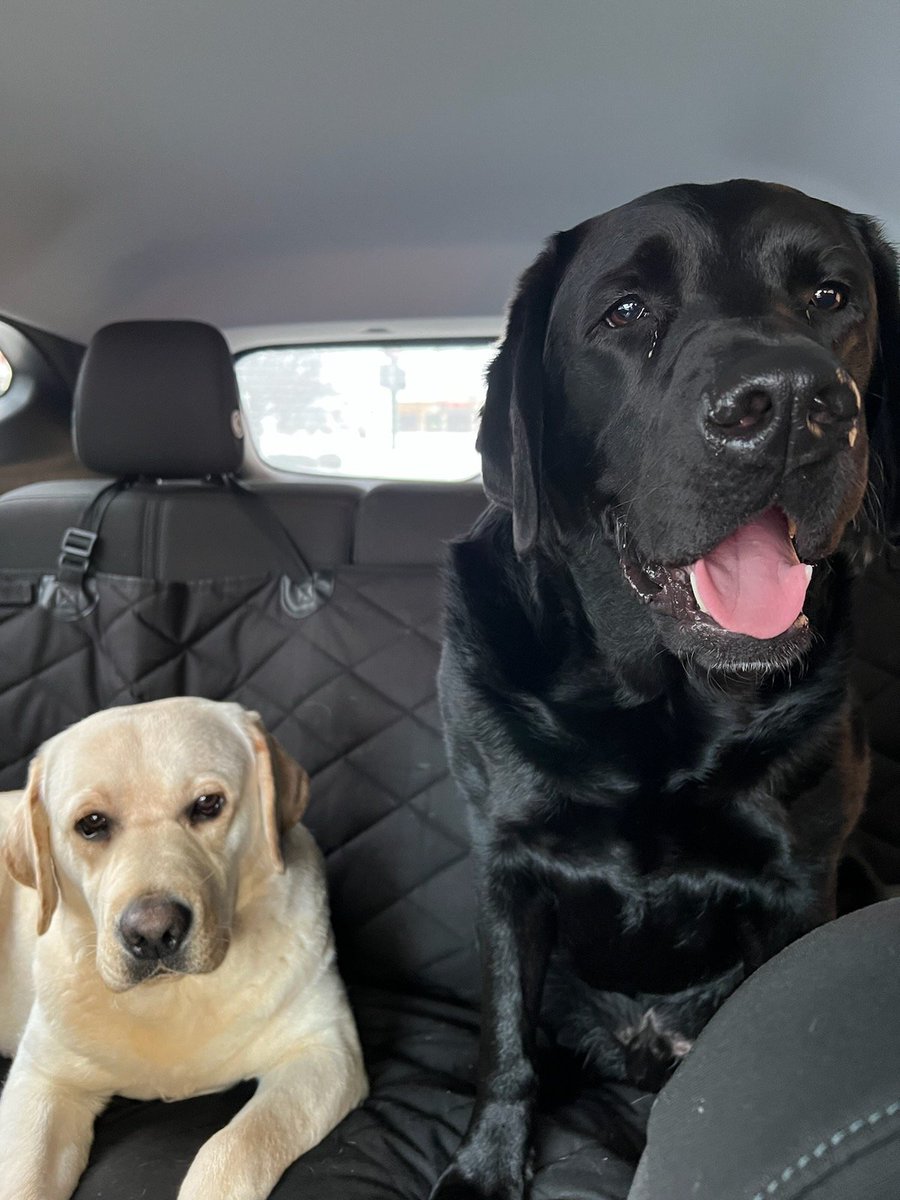 These are my friends, Nash, Artie, Pico, Larry and Ross. They don't like fireworks. Do us a favor, that extra cash you have, spend it on dog treats and give your neighborhood dogs treats instead of bangers that put everyone on edge.

Thanks.