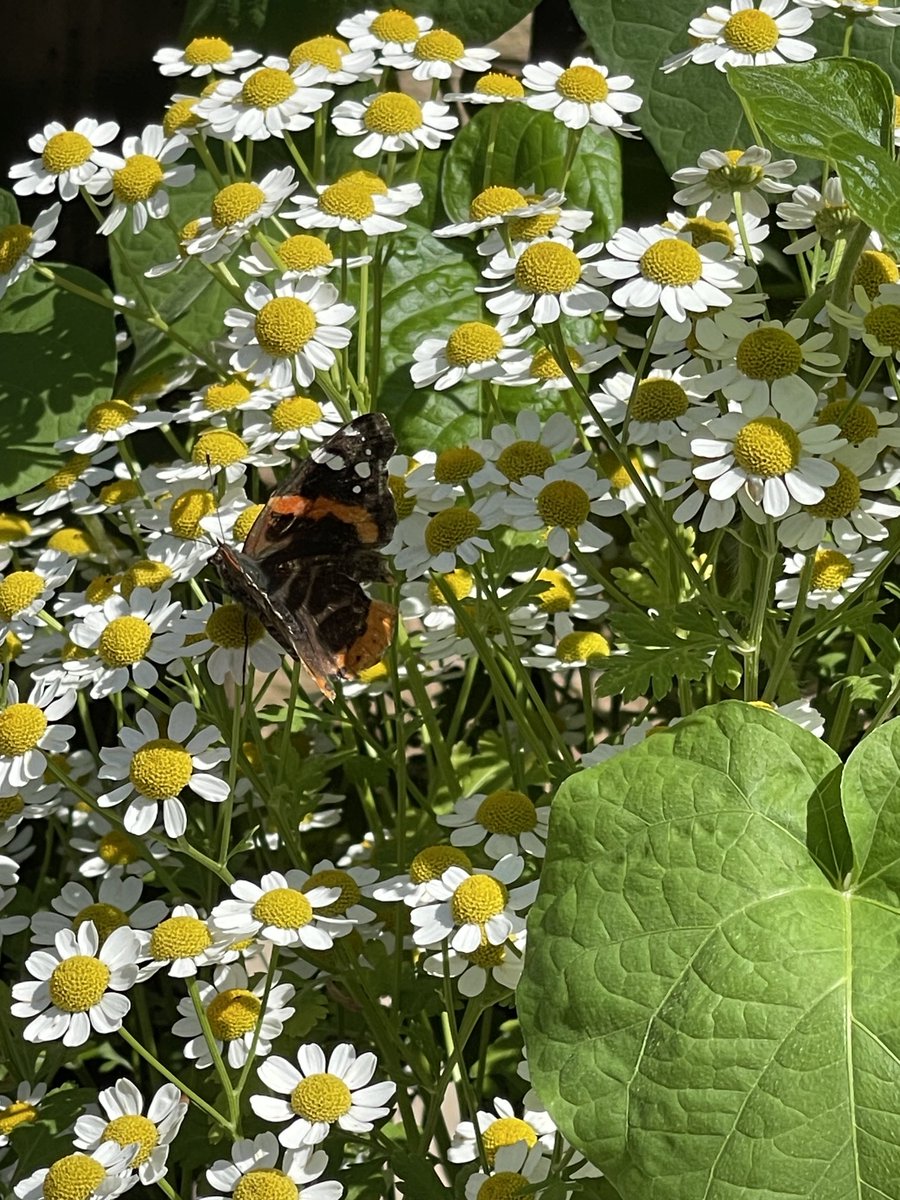 shutupmike2's tweet image. ⁦@ItsLeeWilliams⁩ ⁦@Lannatexasgal⁩ I spy a monarch butterfly