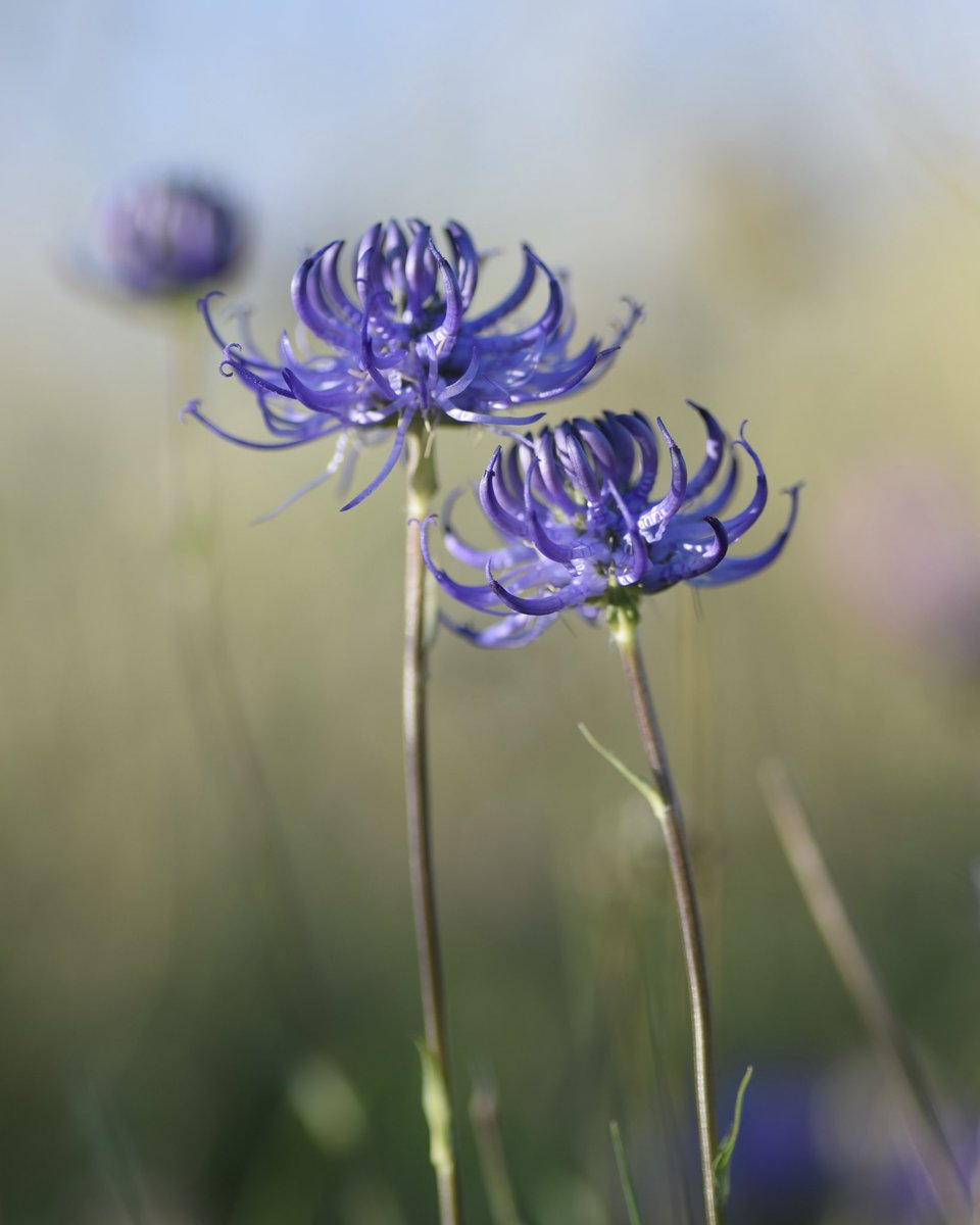 LeifBersweden's tweet photo. Stumbled across the spidery, blueish-purple flowerheads of Round-headed Rampion (Phyteuma orbiculare)!! The feeling of discovering a beautiful rare plant quite by accident is one of the best I’ve ever known. It’s everything - just pure, deep, heart-warming JOY 🤌🤩 https://t.co/mCiEFxGtam