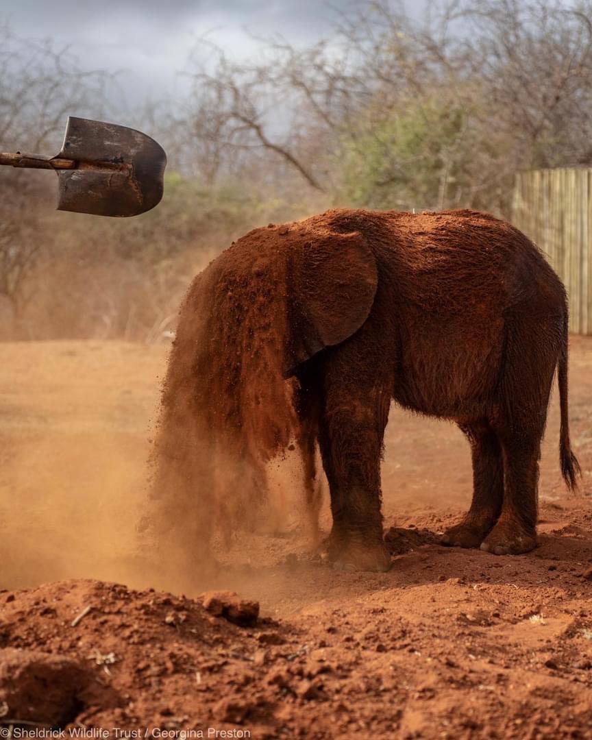 SheldrickTrust tweet picture