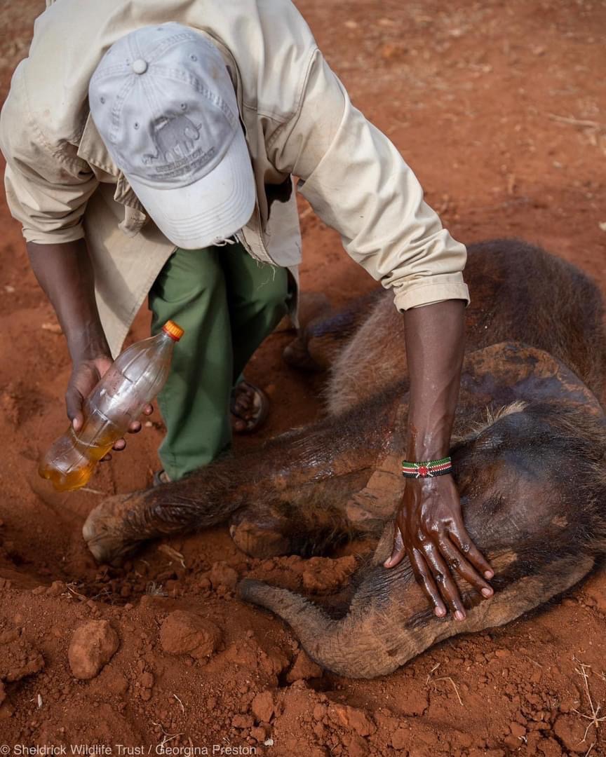 SheldrickTrust tweet picture