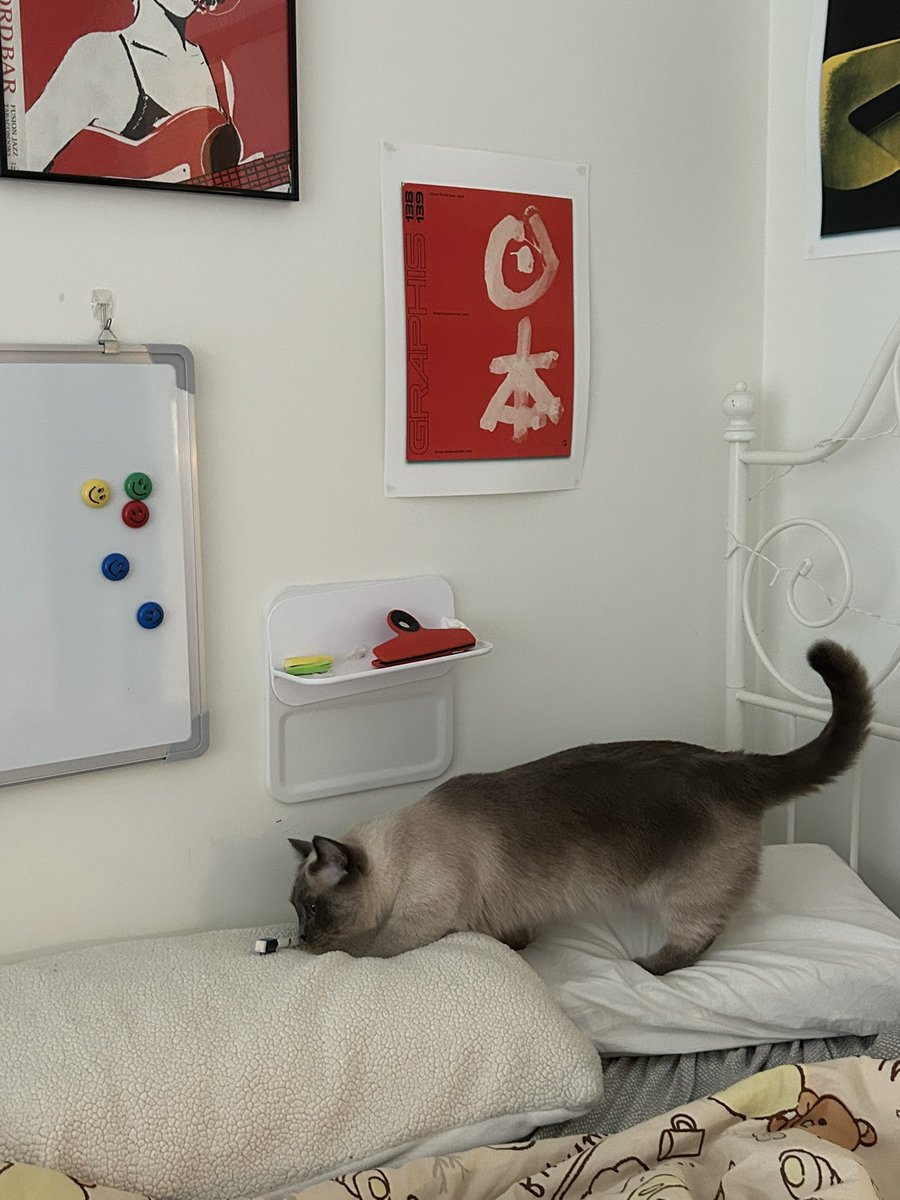 bosedabaddie's tweet photo. fantuan looks more like appa than a real cat 
but look how cute he looks with my room ❣️❣️❣️
#cat #apppa https://t.co/h5NmaPRUYP