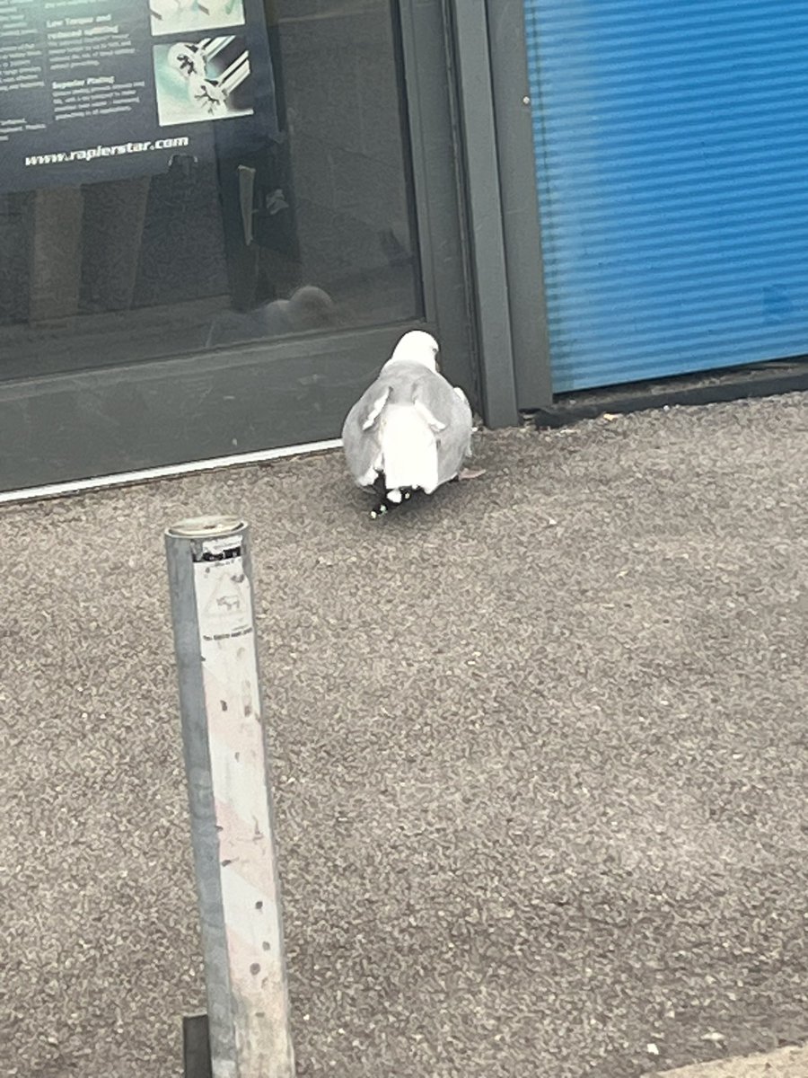 marknobleuk's tweet photo. @RSPCA_official  called Sunday to report seagull in distress… looks like you don’t do call outs on a Sunday. #RiPseagull https://t.co/7LwGr2BLBq