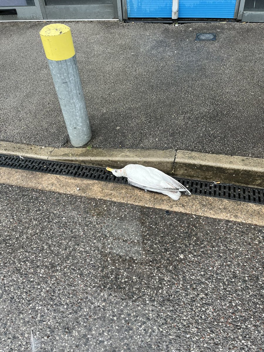 marknobleuk's tweet photo. @RSPCA_official  called Sunday to report seagull in distress… looks like you don’t do call outs on a Sunday. #RiPseagull https://t.co/7LwGr2BLBq