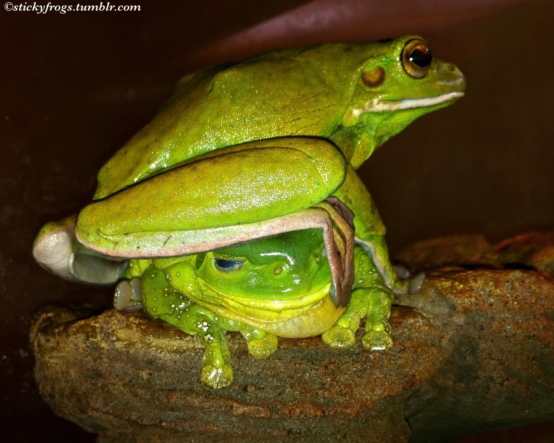 Frog Squash