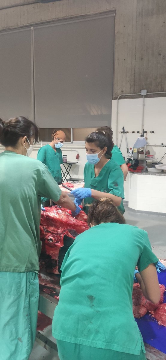 IUSAeu's tweet photo. El día a día en Sala de necropsias ... @ULPGC https://t.co/HrafNmczIT