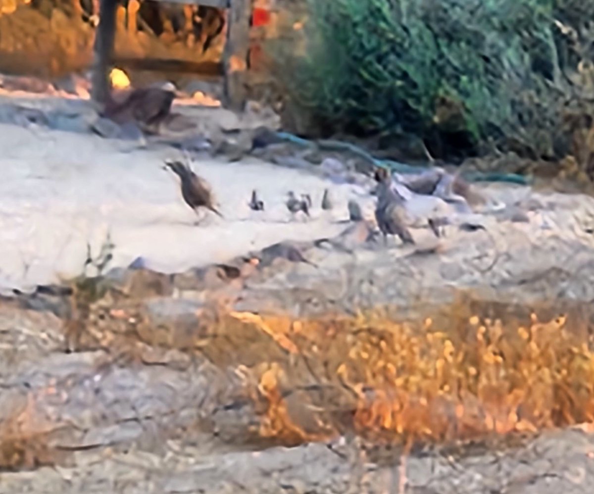 MuseumLara's tweet photo. #DailyHappy is a morning walk exploring the desert before it gets too hot. Jackrabbits &amp; cottontails, quails &amp; cactus wrens, coyotes &amp; kangaroo rats, &amp; a gorgeous sunrise. Wish I had pictures of all. 🏜 https://t.co/BdcjNlYuL8