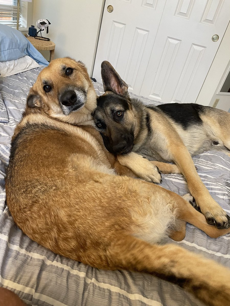 jacobwbourne's tweet photo. @BianchiWeather Same, Weather King. My dogs are thrilled at the prospect of no fireworks. https://t.co/PW8C13SXoK