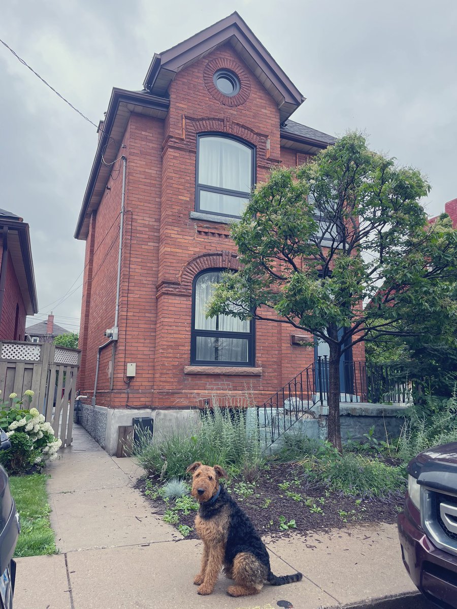 GM! Happy Canada Day slash holiday Monday to my fellow Canadians! 🇨🇦  After a grueling 19 hours of hauling we finally moved to our new digs! Now for the fun unpacking… #hamont @cyberdoodles #airedaleterrier #bartonvillage