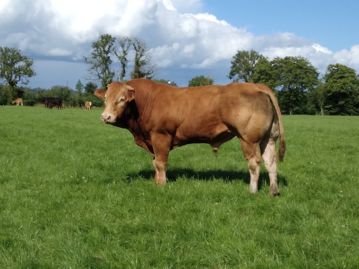 Rocky is maturing into a serious bull kingbull x Commander 💪