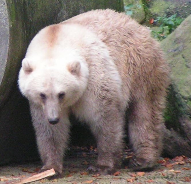 🧸bears! on Twitter "Did you know that grizzly bears and polar bears