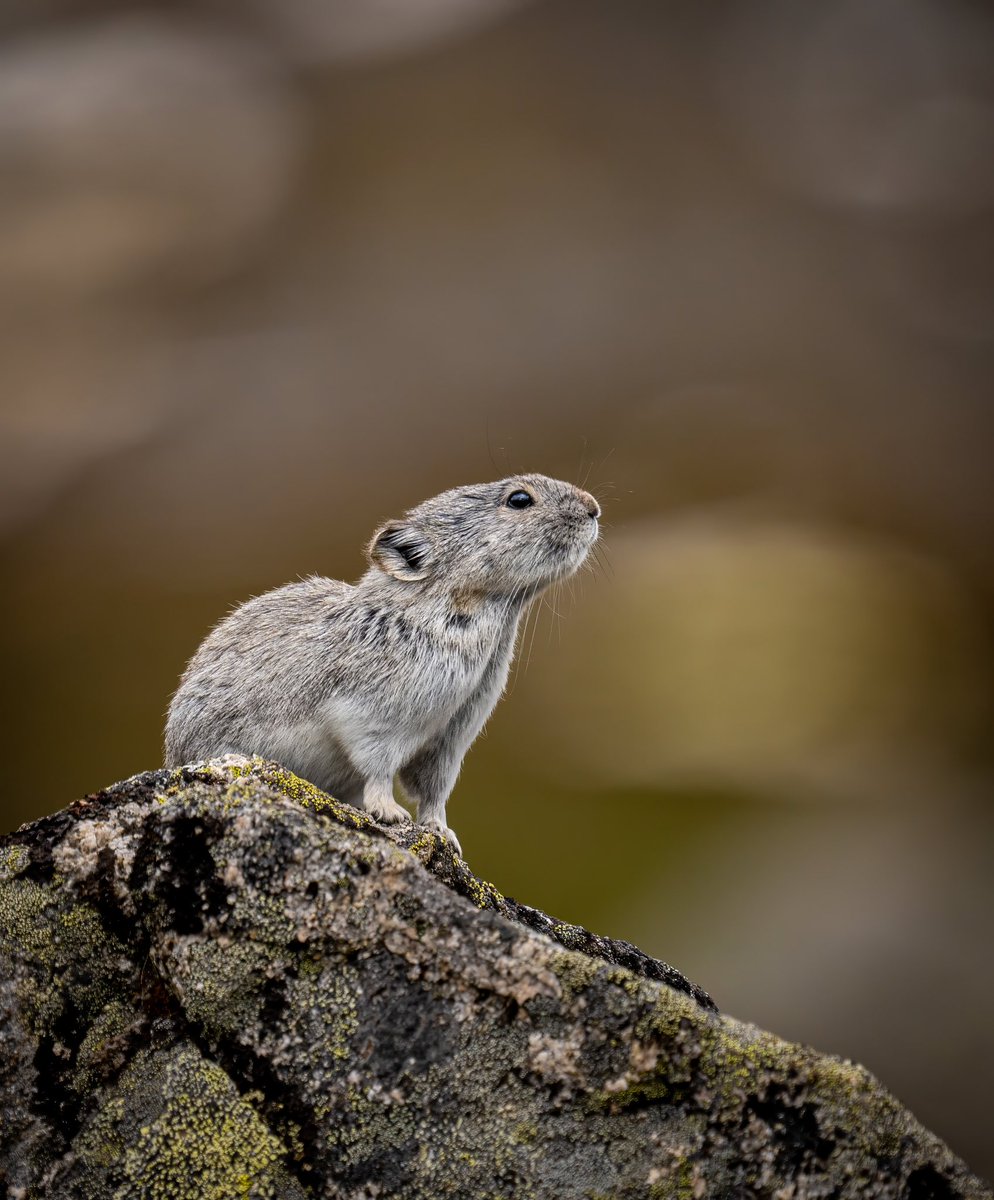arkimagesNFT's tweet photo. Gm! Yesterday I was able to capture some Collared Pikas in Hatcher Pass Ak! I plan on returning when the colony is more active… lfg! #wildlifephotography https://t.co/OdF4MTtCVi