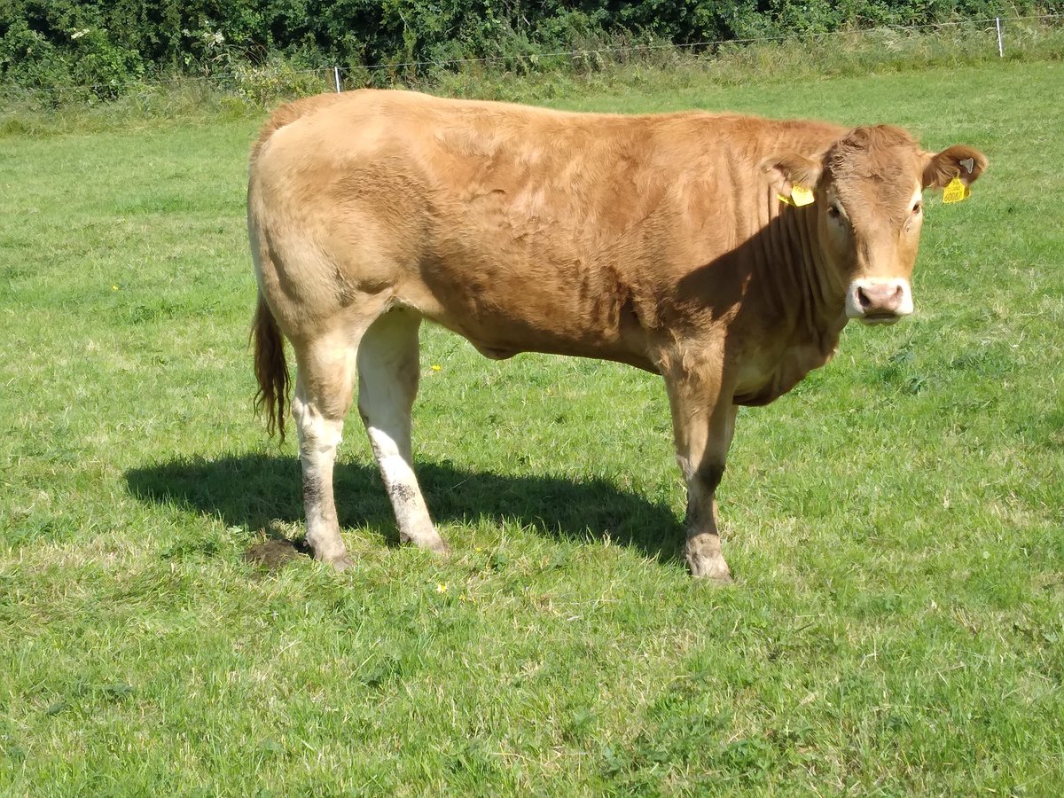 Lexicon  heifer time nearly  up to ampertaine metric left.heifer on the right by godolphin due January to ampertaine magnum hopefully  they do the business 🤞