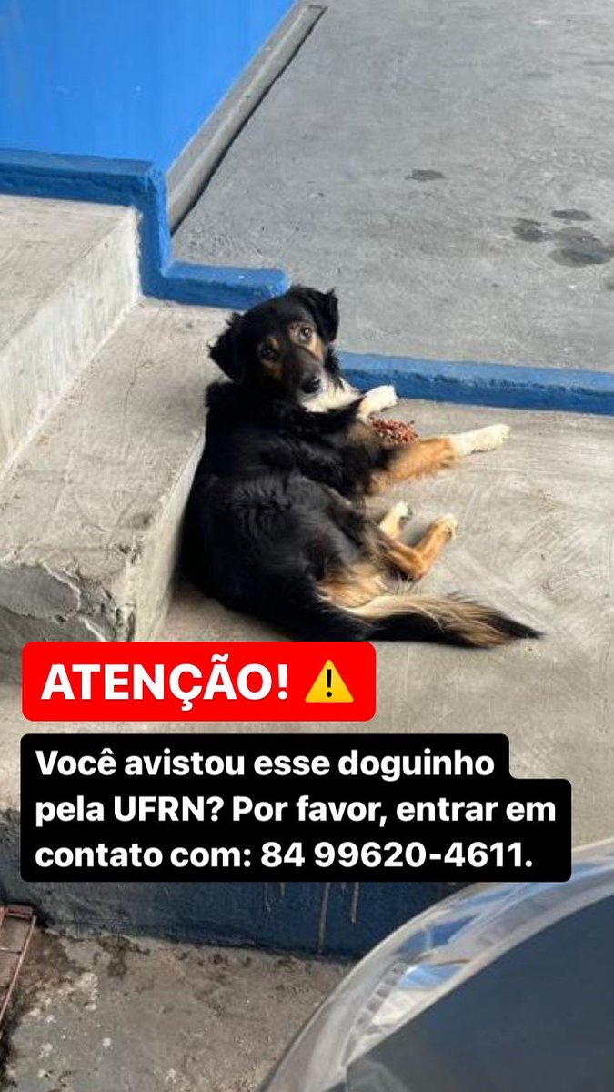 aec_ufrn's tweet photo. ATENÇÃO pessoal da UFRN! 

Nos ajude a encontrar este doguinho que está perdido pelo campus. Se o viu entrar em contato imediatamente no telefone: 84 99620-4611.

Ajude compartilhando! https://t.co/4uF3PCFYlJ