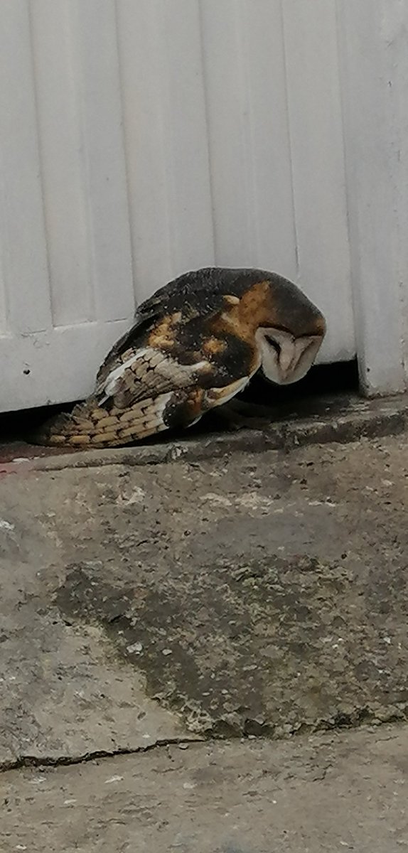 Angelik_2121's tweet photo. @AnimalesBOG Agradecemos de manera urgente nos ayuden a salvar una lechuza herida en el barrio Villa del Rio, @Bogota @ClaudiaLopez https://t.co/nPGkpy56fH